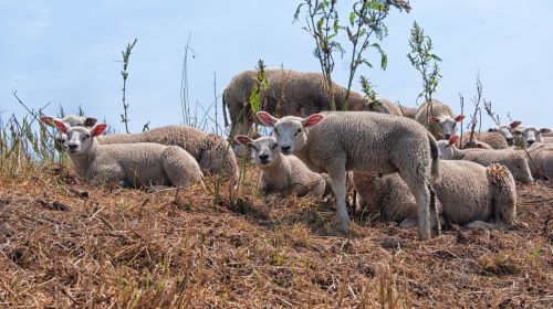 sheep lambs young