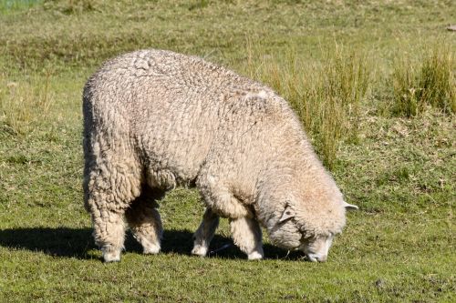 sheep eating animal