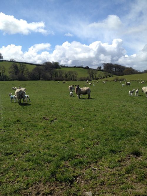 sheep devon sunshine