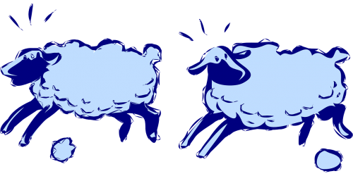 sheep running lambs
