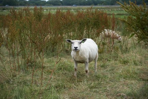 sheep animal livestock