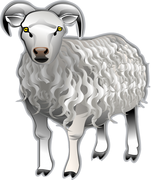sheep ram animal