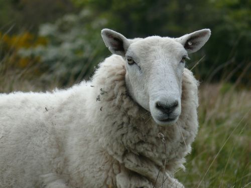 sheep summer field