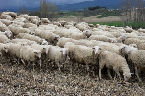 sheep flock of sheep animals