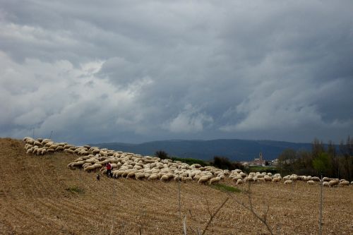 sheep flock of sheep spain