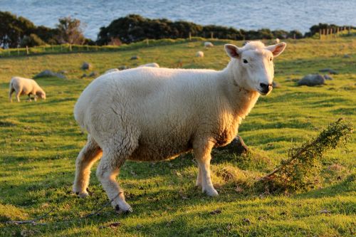 sheep meadow new zealand