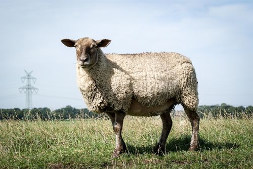 sheep pasture dike