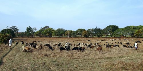 sheep grazing pastures