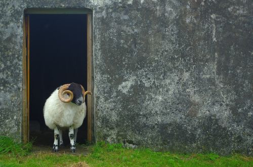 sheep scotland wool