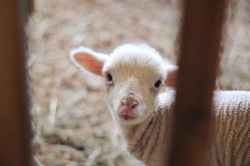 sheep lamb ram