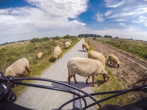 sheep bicycle road