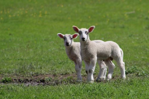 sheep lambs animal