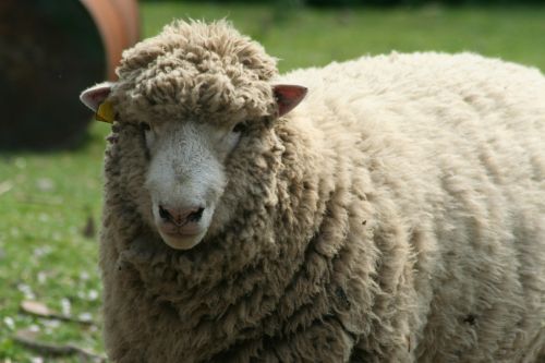sheep farm animal