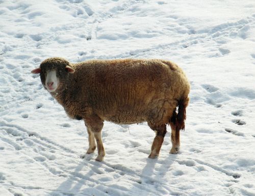 sheep winter snow