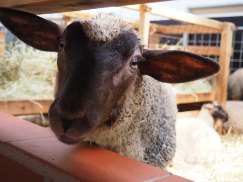 sheep lamb face
