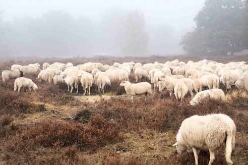 sheep field forest