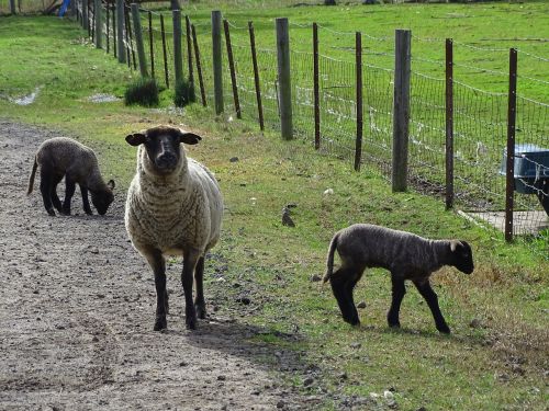 sheep livestock fleece