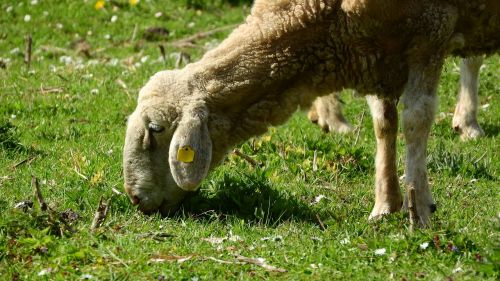 sheep graze grazing sheep