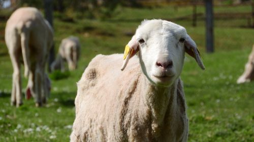 sheep the animal on the pasture farm animal