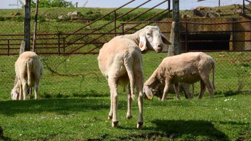 sheep graze grazing sheep