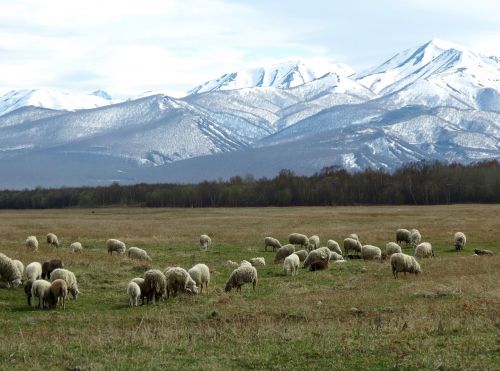 sheep flock pasture