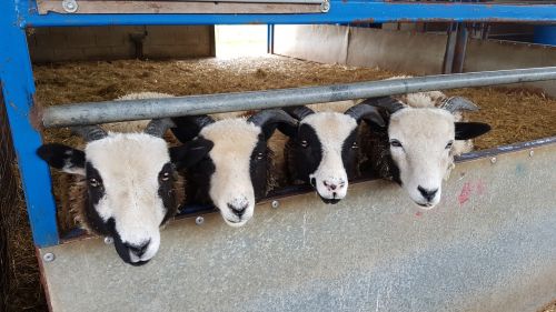 sheep animals farm