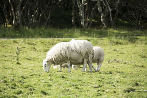 sheep wool woolly