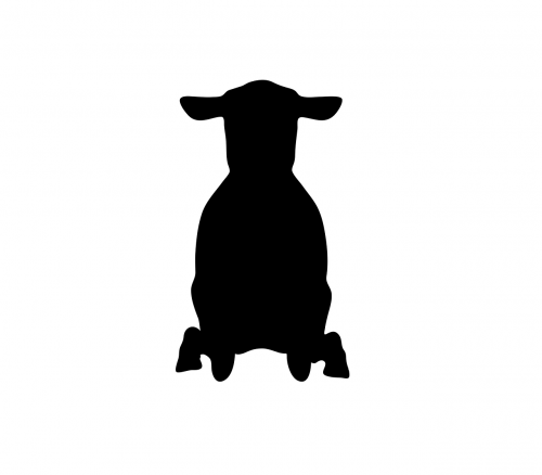 sheep animal standing