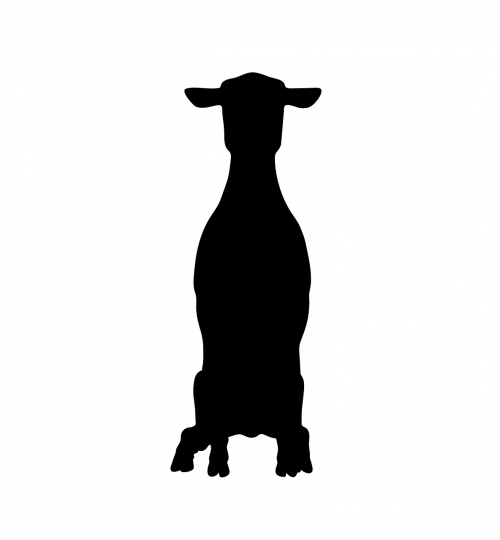 sheep animal standing