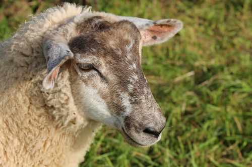 sheep portrait sheepshead