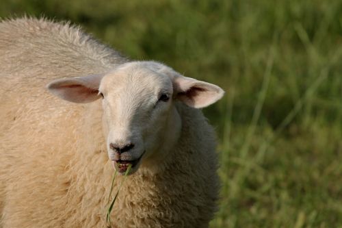 sheep eating eats