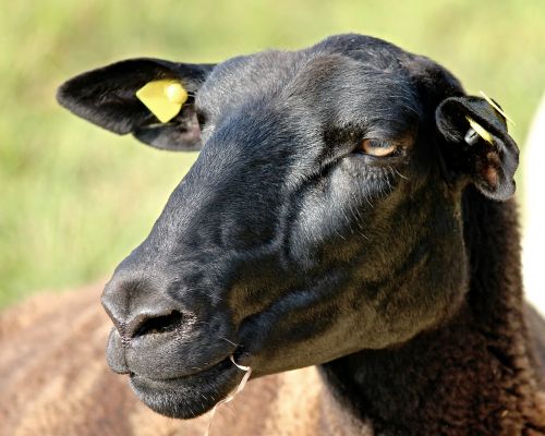 sheep portrait sheepshead