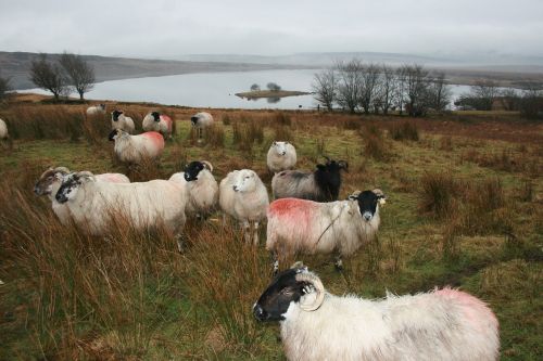 sheep ireland donegal