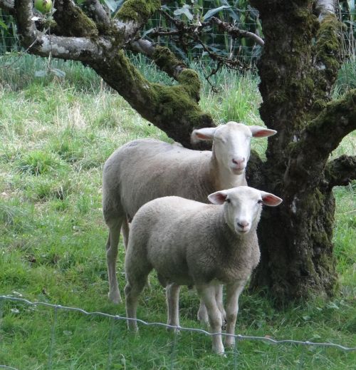 sheep weis nature