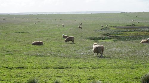 sheep green grass field