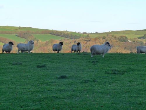 sheep ireland nature