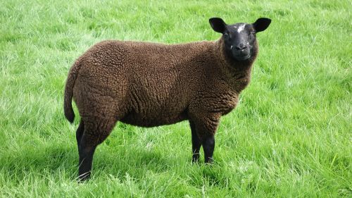 sheep black sheep wool