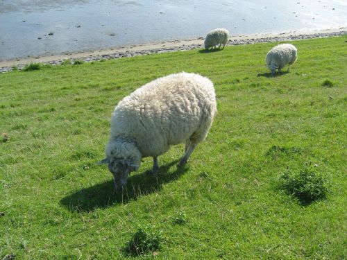 sheep grass meadow