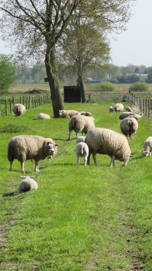 sheep nature farm