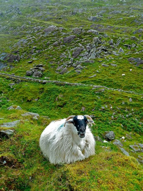 sheep ireland cute