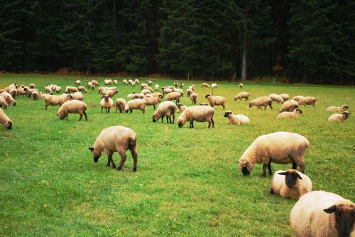 sheep herd lamb