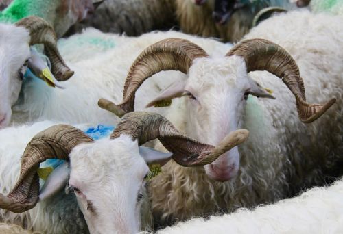 sheep basco-béarnaise horns and lyres
