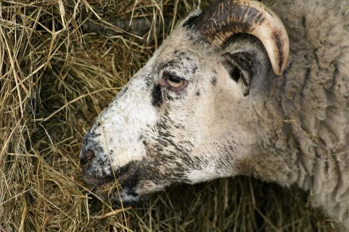 sheep hay farm