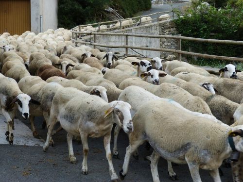 sheep flock pass the flock