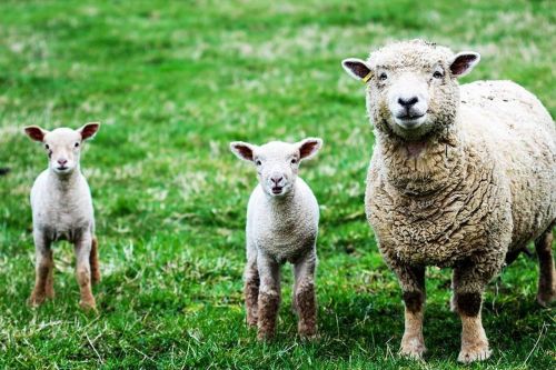 sheep lambs farm
