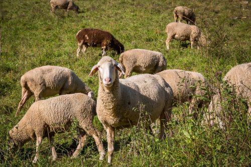sheep flock of sheep pasture
