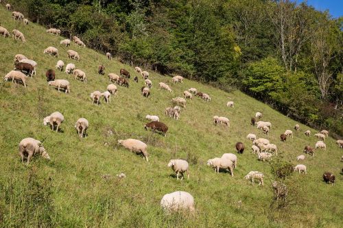 sheep flock of sheep pasture