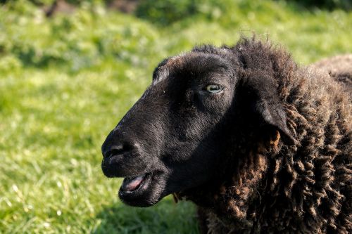 sheep black sheep head