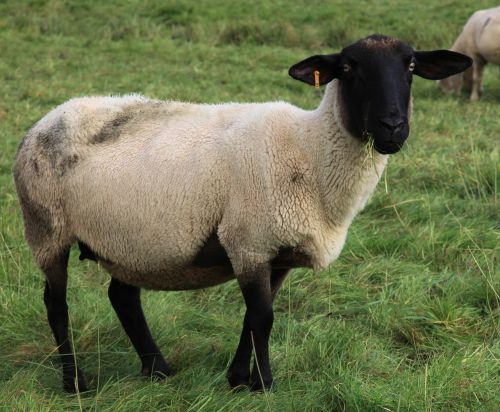 sheep wool sheepskin