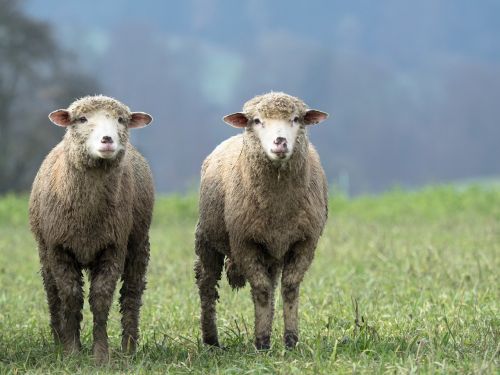 sheep animal twin
